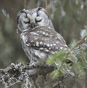 Boreal Owl