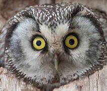 Boreal Owl