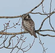 Northern Hawk-Owl