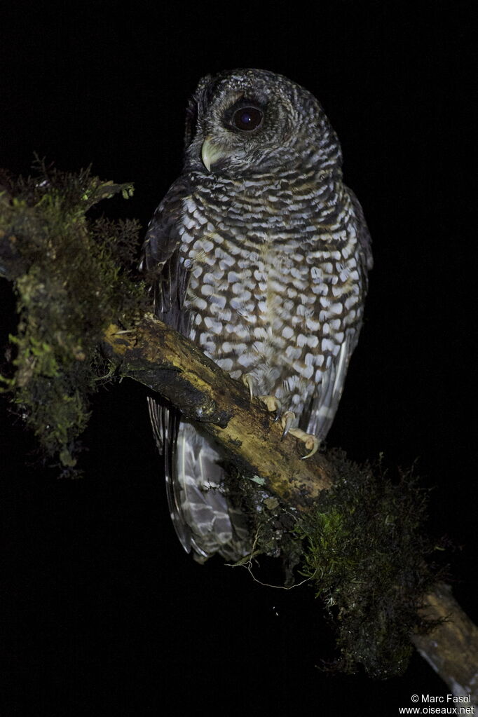 Rufous-banded Owladult