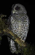 Rufous-banded Owl