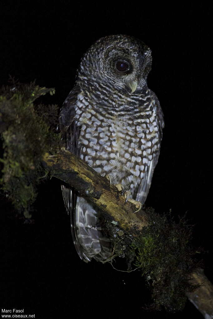 Rufous-banded Owladult