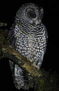 Rufous-banded Owl