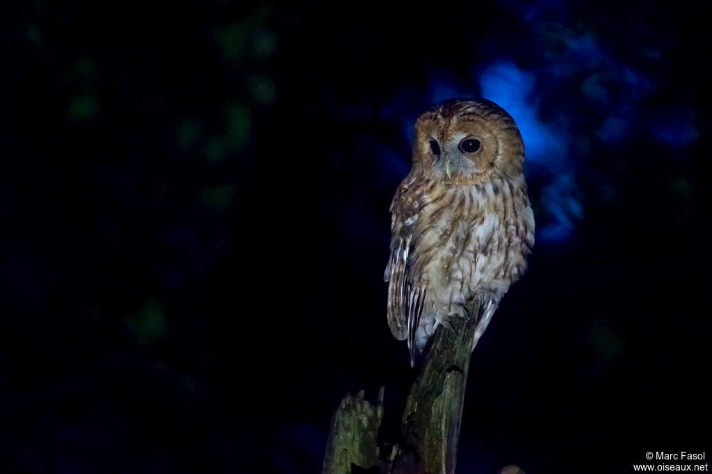 Tawny Owl female adult, identification