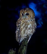 Tawny Owl