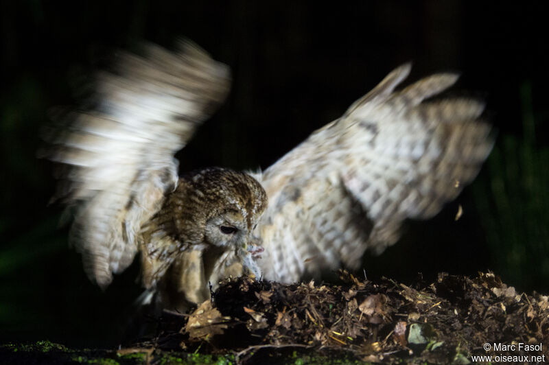 Tawny Owl male adult, identification, feeding habits, fishing/hunting, eats