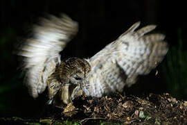 Tawny Owl