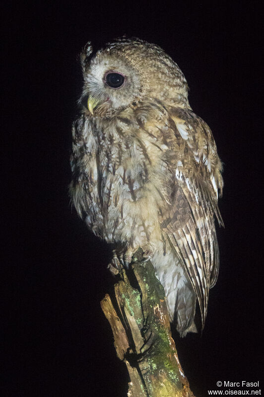 Tawny Owl male adult breeding, identification