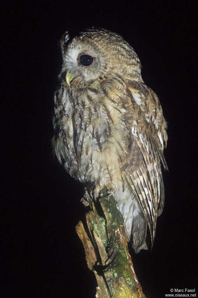 Tawny Owl male adult breeding, identification