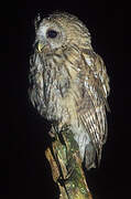 Tawny Owl