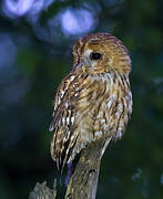 Tawny Owl