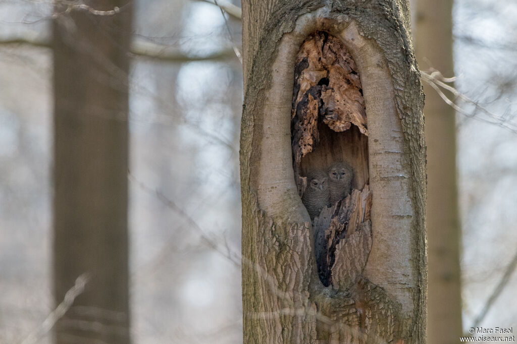 Tawny Owl, identification, Reproduction-nesting