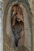 Tawny Owl