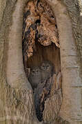 Tawny Owl