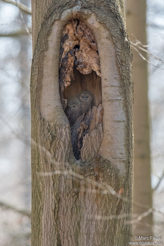 Tawny Owl, Reproduction-nesting