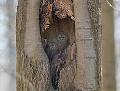 Tawny Owl