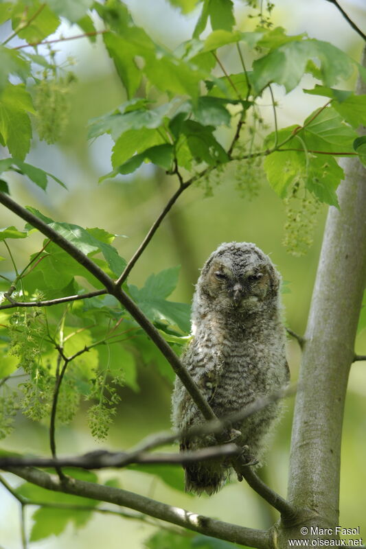 Tawny OwlFirst year, identification, Reproduction-nesting