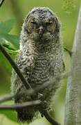 Tawny Owl