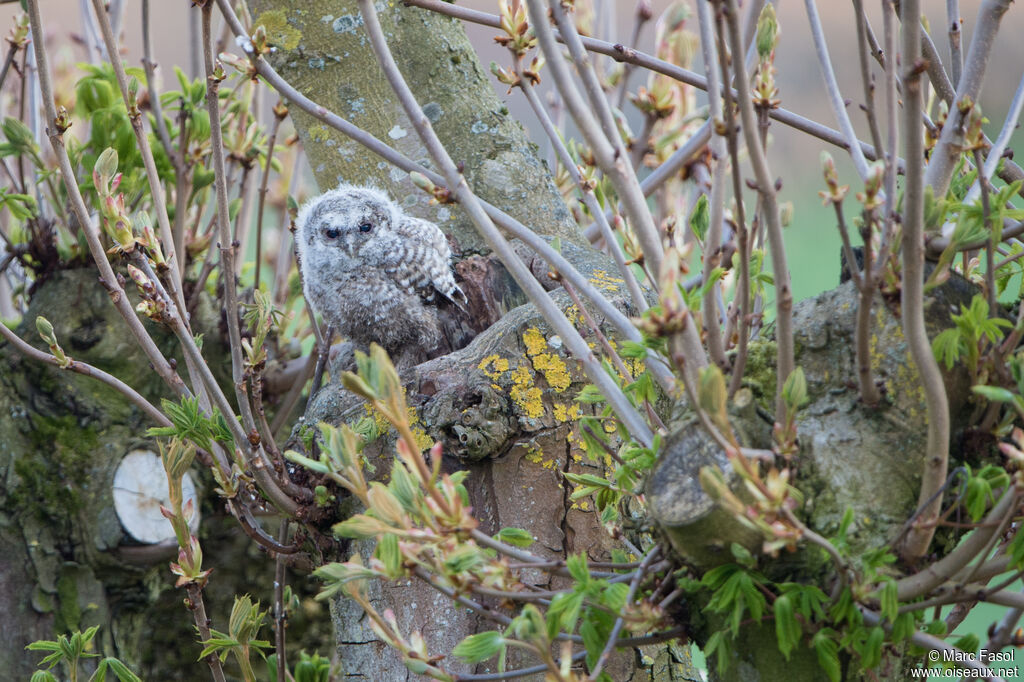 Tawny OwlPoussin, Reproduction-nesting