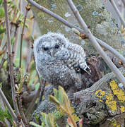 Tawny Owl