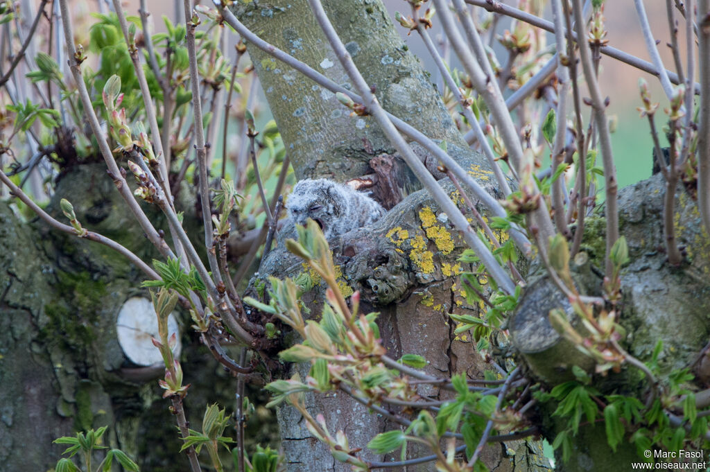 Tawny OwlPoussin, feeding habits