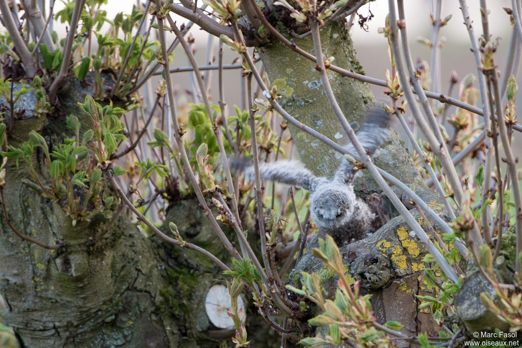 Tawny OwlPoussin, Reproduction-nesting