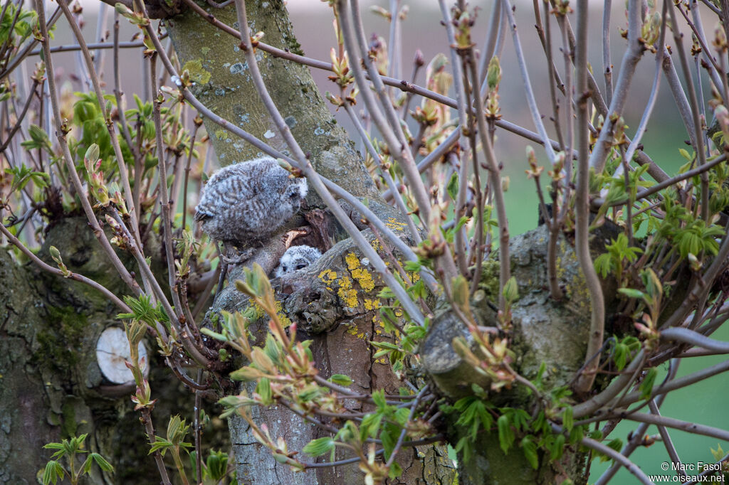 Tawny OwlPoussin, Reproduction-nesting