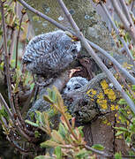 Tawny Owl