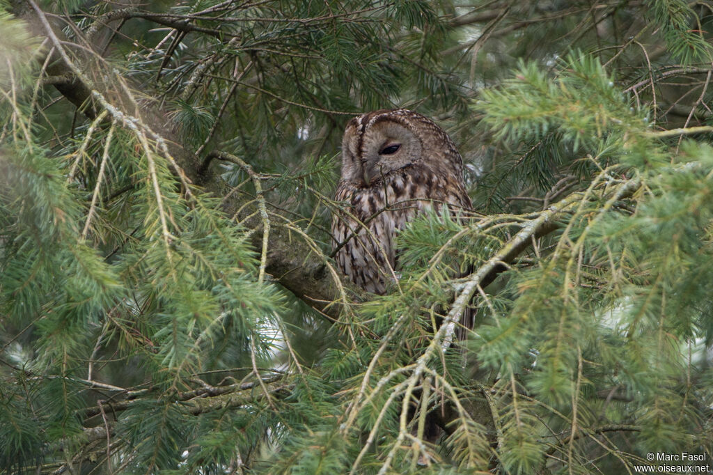 Chouette hulotteadulte, identification, camouflage