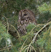 Tawny Owl