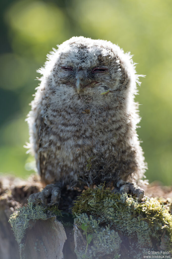 Tawny OwlPoussin