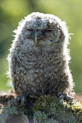 Tawny Owl