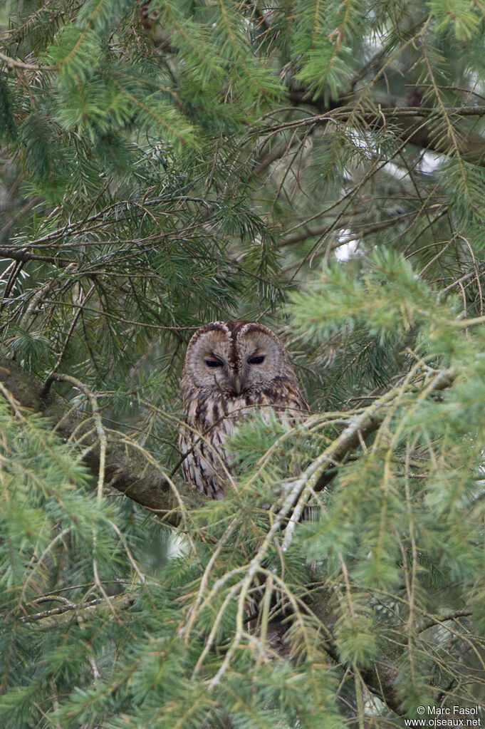 Chouette hulotteadulte, identification, camouflage