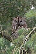 Tawny Owl