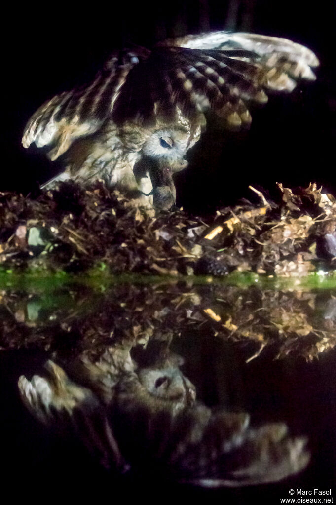 Tawny Owl male adult, feeding habits, fishing/hunting