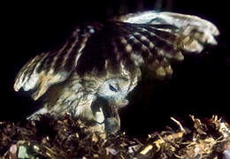 Tawny Owl