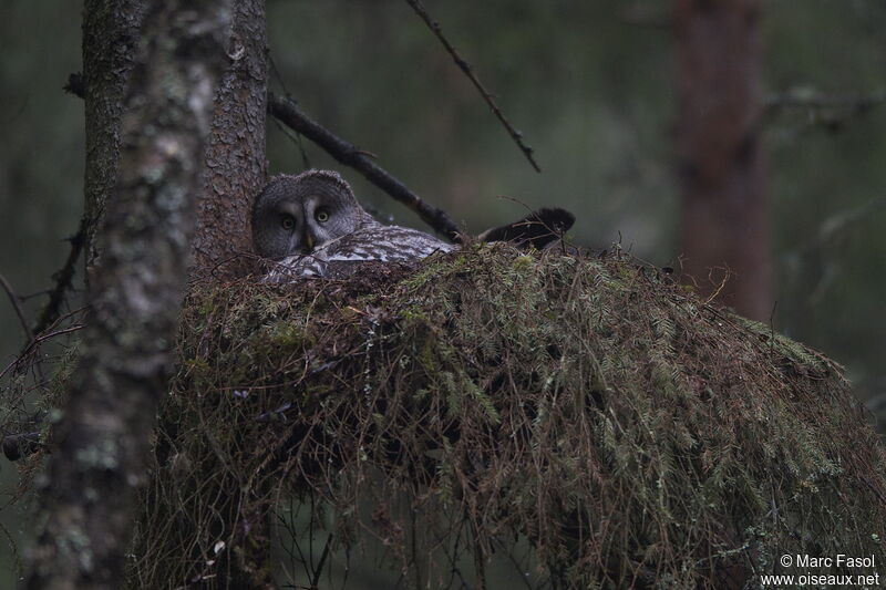 Great Grey Owl female adult breeding, identification, Reproduction-nesting