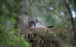 Great Grey Owl