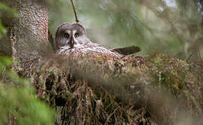 Great Grey Owl