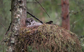 Great Grey Owl