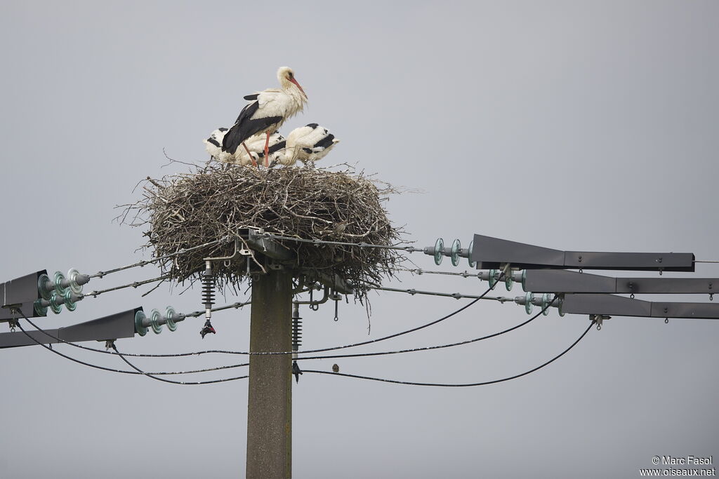 Cigogne blanche, identification, Nidification