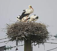 White Stork