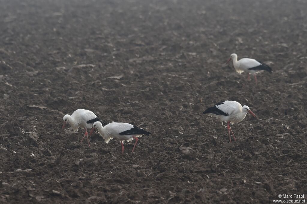 Cigogne blancheadulte internuptial, identification, régime