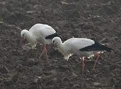 Cigogne blanche