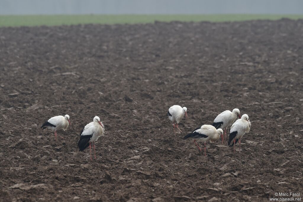 White Storkadult post breeding, identification, feeding habits