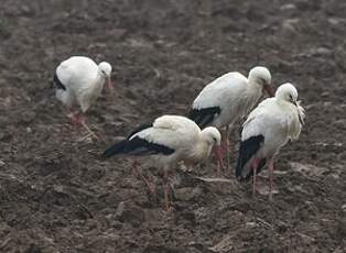 Cigogne blanche