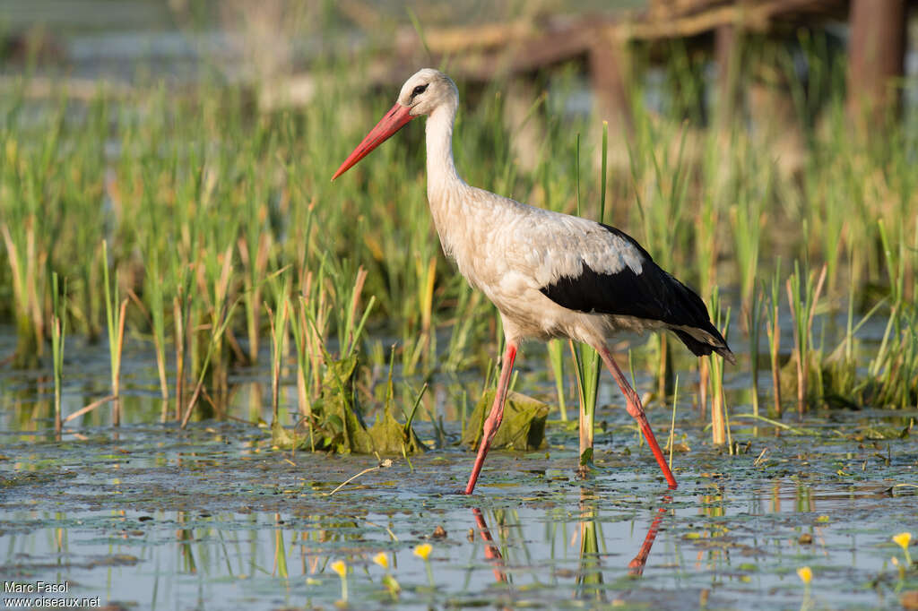 White Storkadult breeding, walking, Behaviour