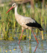 Cigogne blanche