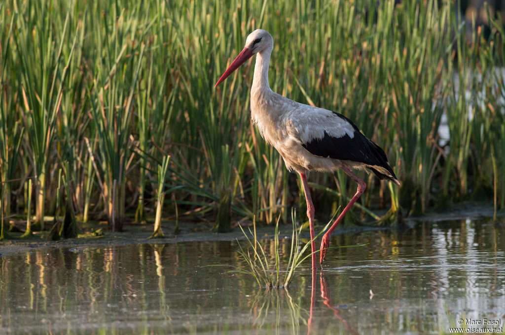 Cigogne blancheadulte nuptial, identification, Comportement