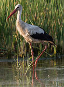 White Stork